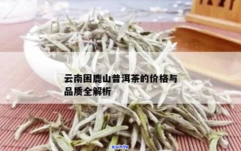 新探索困鹿山普洱茶生茶的价格与品质，了解其市场行情与消费者反馈