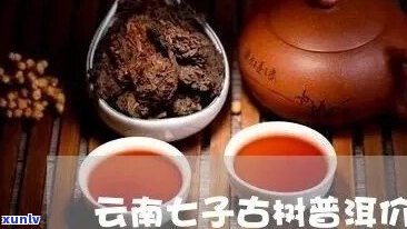 古树普洱茶与七子饼茶价格差异分析及选购指南