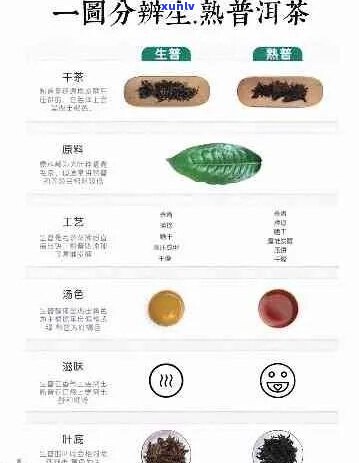 普洱茶：性质、功效、分类及其在不同体质人群中的适用性详解