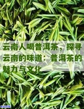 云南人与普洱茶：一深厚的文化纽带