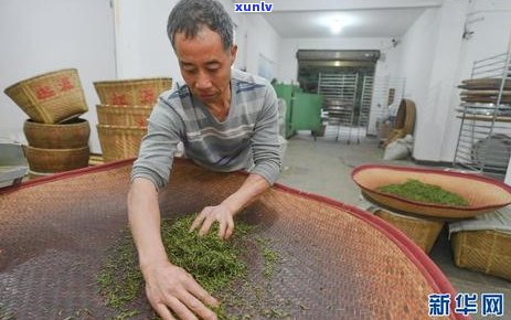 红茶揉捻叶细胞破碎率多少合适：探讨茶叶 *** 的关键参数