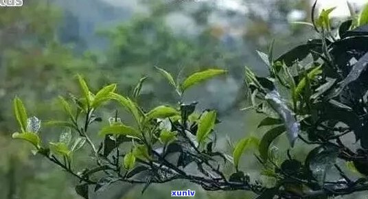 普洱茶名山头茶叶特色介绍：探寻古树茶魅力