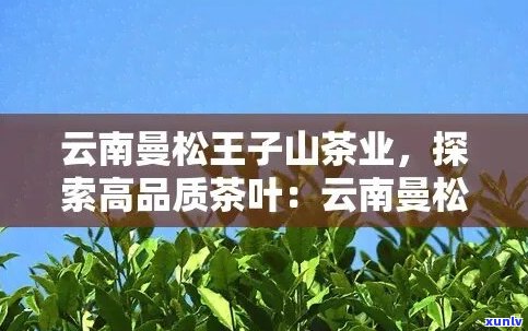 漫松王子山普洱茶价格及特点——云南曼松王子山茶业