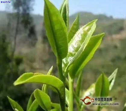 张家湾普洱茶市场行情：新茶叶价格分析，投资指南与品鉴技巧详解