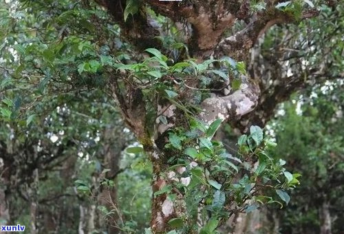 易武古树单株普洱：品种特性、生态环境、口感鉴与品饮技巧全方位解析