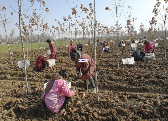 山东省茶叶种植区域及特色茶叶品种介绍