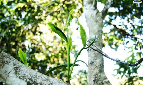 云南普洱茶种类繁多，如何选择最适合您的茶叶？