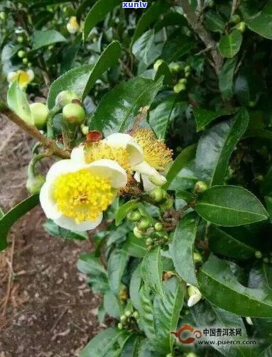 云南普洱茶茶树花的功效与禁忌及作用