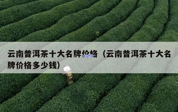 云南普洱茶8690:十大名牌价位，排名，茶厂一览，揭示普洱真谛