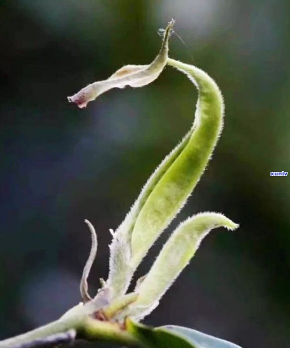 云南普洱茶80年代珍藏竹筒茶：品鉴历、 *** 工艺与收藏价值的全方位解析