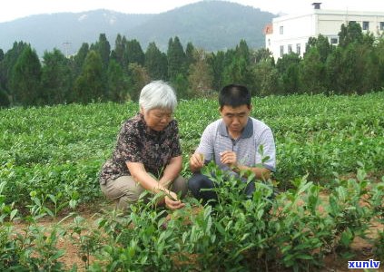 探究普洱生茶：从茶树品种、 *** 工艺到口感品鉴的全方位解析