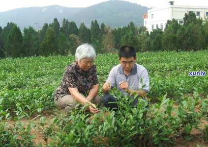 探究普洱生茶：从茶树品种、 *** 工艺到口感品鉴的全方位解析