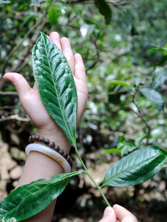 普洱茶泡5分后苦涩是否可喝？有吗？