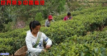 新临沧四大雪山普洱茶：天然之源的独特风味与文化传承