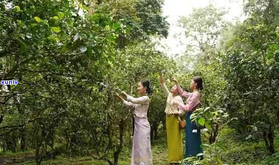 勐乐山茶业：古树普洱茶，云南原产地，品质越，传承千年工艺