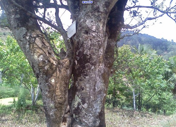 普洱茶历解说文案：探索普洱茶千年传承的历魅力