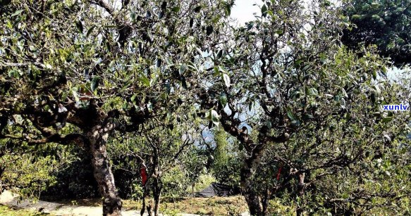 冰岛老寨茶厂：探索世界顶级茶叶的秘密基地与独特工艺