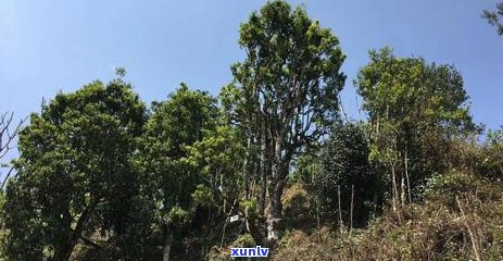 冰岛老寨茶厂：探索世界顶级茶叶的秘密基地与独特工艺