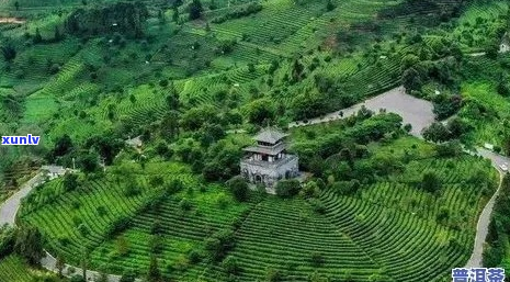 普洱茶博览苑：古树茶的魅力与文化之旅