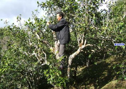 探索老班章茶山：历、文化和茶艺的完美融合之旅