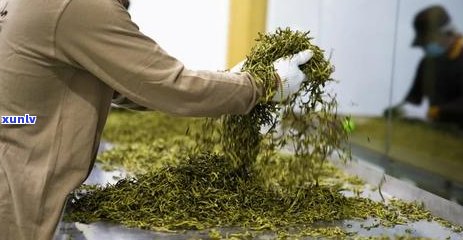 优质普洱茶口粮茶推荐：品味古树韵味，感受自然醇香