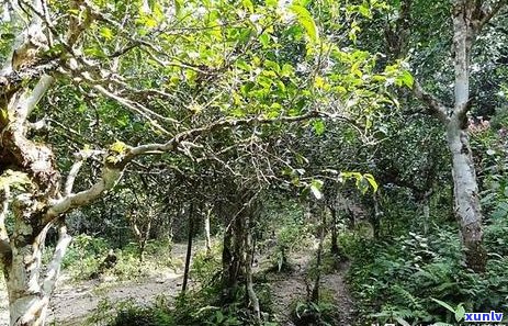 普洱茶七大名山：探秘它们的地理位置、特色与文化底蕴