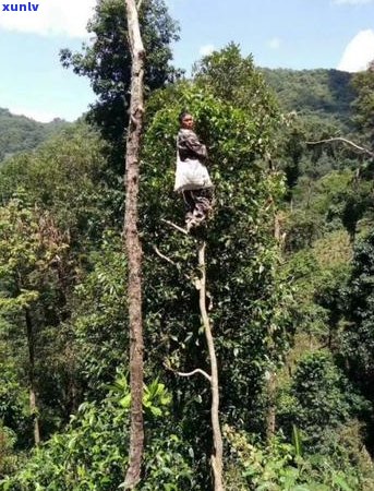 七大茶山普洱茶价格表与特点一览，了解哪些是普洱七大茶山