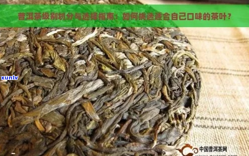 普洱茶选购指南：如何根据目标挑选合适的茶叶？