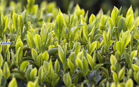 普洱茶：红茶还是青茶？探讨其分类与特点