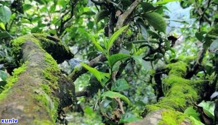 2012年冰岛茶王：独特的风味与稀缺性使其价格飙升