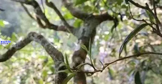 云南原生态小公鸡普洱茶：山野韵味，古树风华