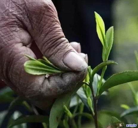 普洱茶泡法，如何实现普洱茶口感与香气的完美结合？