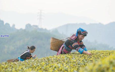 普洱茶清香茶的种类、特点和品饮 *** 详解