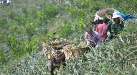 云南红河普洱茶的特点与品质：深入了解这种茶叶的种植、 *** 和品饮技巧