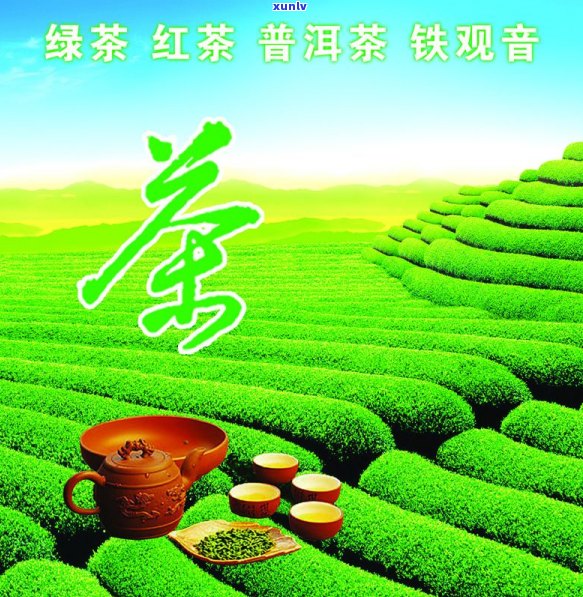 铁观音普洱茶红茶哪个好喝点？