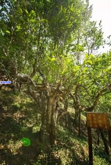 探索勐海县：名副其实的普洱茶山寨，品味地道的普洱茶文化与历