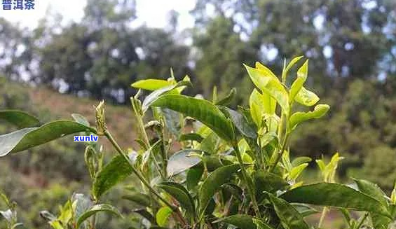 普洱茶大叶好还是碎叶好？全面解析两者的优缺点及适用场景