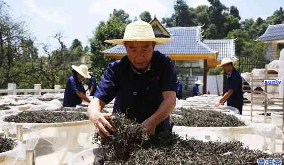 云南普洱茶大师：探寻陈年普洱茶的魅力与奥秘