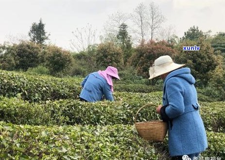 绿水青山的魅力：探究一种未知的茶叶品种及其独特风味