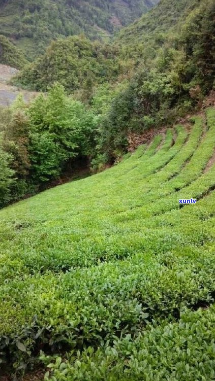 六大茶山2002-2003年茶叶质量与产地详细解析：一篇全面了解中国茶叶的指南