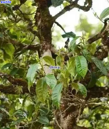 普洱茶本草纲目：从茶树品种、采摘到饮用 *** 的全面指南