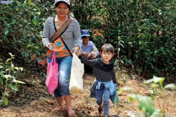 云南冰岛坝歪茶：一种独特的茶叶品种及其 *** 工艺的全面介绍