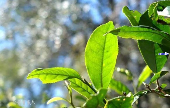 普洱茶中检测出的致癌物质引发的健担忧与科学解析