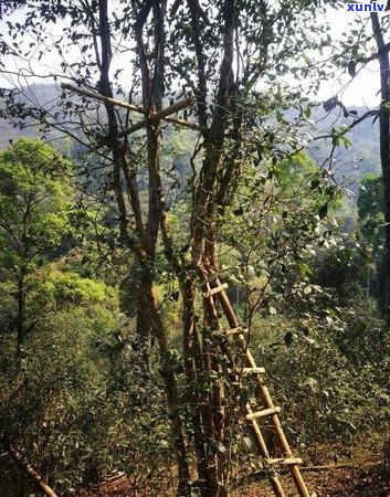 薄荷塘特二类普洱茶：品种特点、 *** 工艺、品饮体验及适合的饮用场景详解