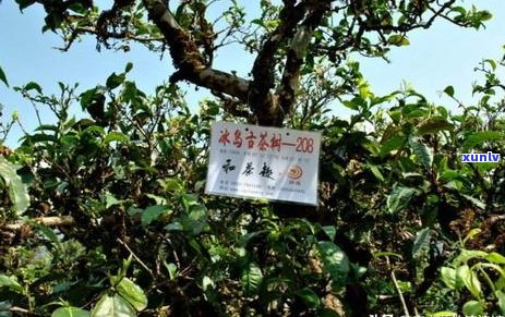 五百年普洱茶树：品种、产地、 *** 工艺及其历与文化价值的全面解析