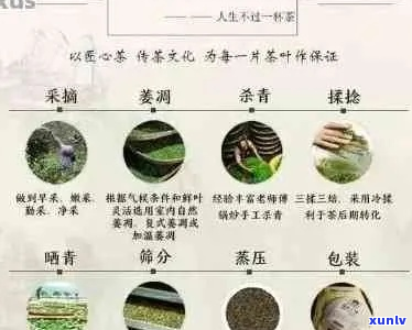 普洱茶的诞生：地理、工艺与口感的完美融合