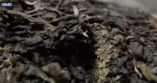 普洱虫屎茶真假鉴别全攻略：教你如何辨别正品与劣质茶叶