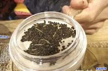 普洱虫屎茶真假鉴别全攻略：教你如何辨别正品与劣质茶叶