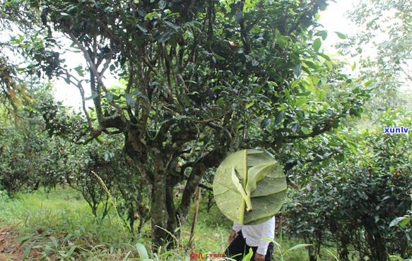 冰岛原生态古树普洱茶的独特风味与品质特点分析