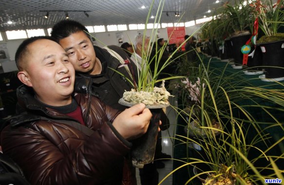 探索普洱茶的独特工艺：如何利用传统技术加工出兰花香的品质？